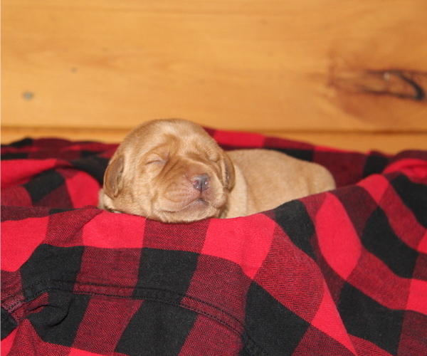 Medium Photo #5 Labrador Retriever Puppy For Sale in HYDE PARK, VT, USA