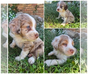 Cotralian Puppy for Sale in DECATUR, Illinois USA