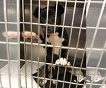 Small #1 Boxer Mix