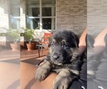 Small Photo #23 German Shepherd Dog Puppy For Sale in BOERNE, TX, USA