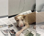 Small #4 Catahoula Leopard Dog Mix