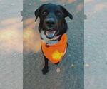Small #1 Australian Shepherd Mix