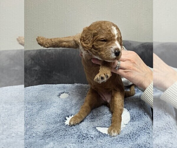 Medium Photo #40 Goldendoodle Puppy For Sale in COLLINSVILLE, IL, USA