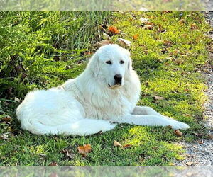 Great Pyrenees-Unknown Mix Dogs for adoption in Hinton, WV, USA