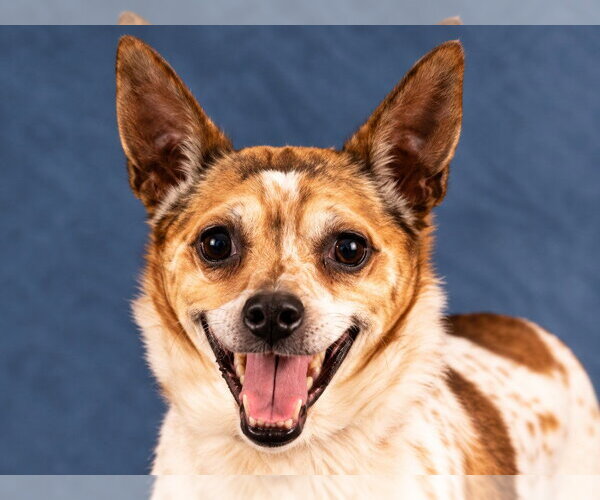 Medium Photo #5 Jack Chi Puppy For Sale in Lake Forest, CA, USA
