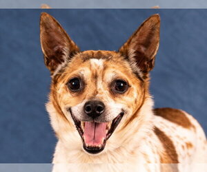 Ollie - Adopt Me! - Male Jack Chi Dog for Adoption - Photo #5