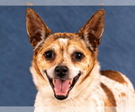 Small Photo #5 Jack Chi Puppy For Sale in Lake Forest, CA, USA