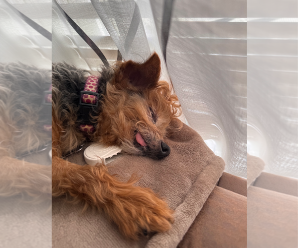 Medium Photo #4 Mutt Puppy For Sale in Holly Springs, NC, USA