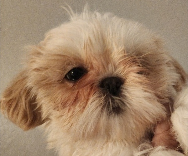 Medium Photo #3 Shih Tzu Puppy For Sale in WESLEY CHAPEL, FL, USA