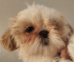 Small #2 Shih Tzu