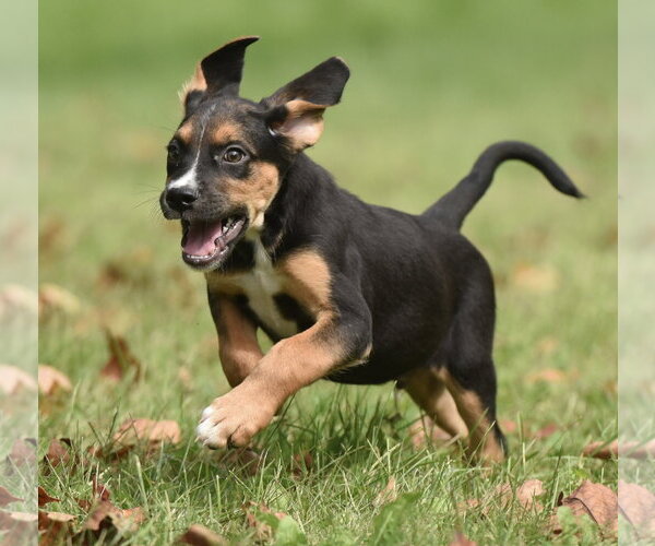Medium Photo #7 Australian Shepherd-Beagle Mix Puppy For Sale in Mechanicsburg, PA, USA