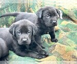 Small Photo #4 Labrador Retriever Puppy For Sale in BEAUFORT, NC, USA
