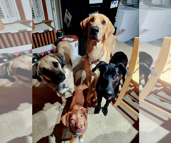 Medium Photo #8 Great Dane-Unknown Mix Puppy For Sale in Bullard, TX, USA