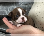 Small Photo #3 Boston Terrier Puppy For Sale in MARYSVILLE, WA, USA