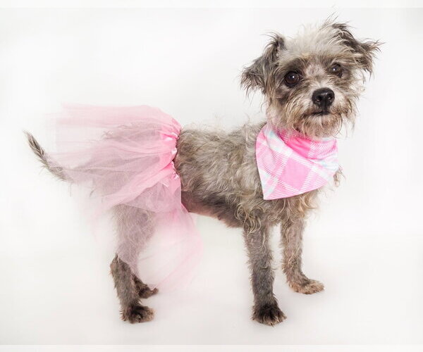 Medium Photo #4 Mutt Puppy For Sale in Phoenix, AZ, USA