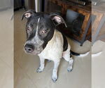 Small #1 American Pit Bull Terrier-Dalmatian Mix