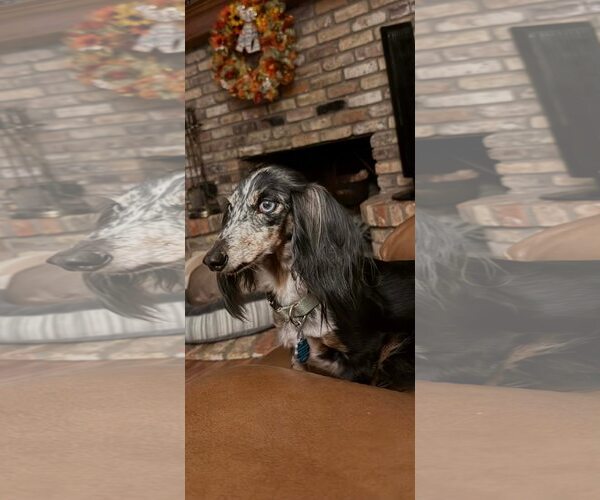 Medium Photo #2 Dachshund Puppy For Sale in Dallas, TX, USA