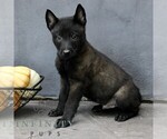 Rover - Male Belgian Malinois Puppy for Sale - Photo #3