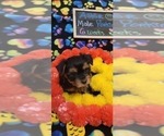 Small Photo #117 Yorkshire Terrier Puppy For Sale in AKRON, OH, USA