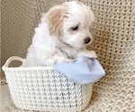 Small Photo #4 Maltese Puppy For Sale in PORTLAND, OR, USA