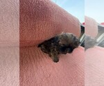 Small #1 Shih Tzu