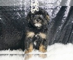 Small #2 YorkiePoo