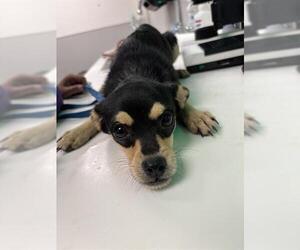Chipin Dogs for adoption in Rosenberg, TX, USA