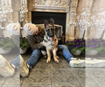 Small Photo #5 German Shepherd Dog Puppy For Sale in SAINT CHARLES, MN, USA