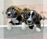 Small #1 Mountain Cur-Plott Hound Mix
