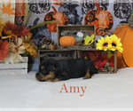 Small Photo #3 Yorkshire Terrier Puppy For Sale in CHANUTE, KS, USA