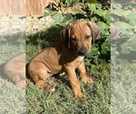 Small Photo #3 Rhodesian Ridgeback Puppy For Sale in KELLER, TX, USA