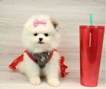Small Photo #14 Pomeranian Puppy For Sale in LAS VEGAS, NV, USA