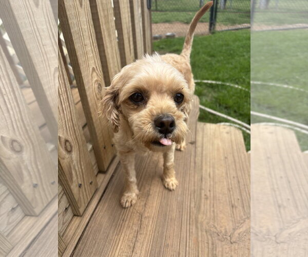 Medium Photo #5 Poodle (Miniature) Puppy For Sale in Pacolet, SC, USA