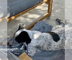Small #1 Mutt