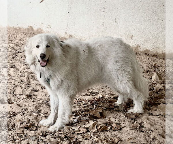 Medium Photo #19 Great Pyrenees Puppy For Sale in Spring, TX, USA