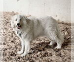 Small #18 Great Pyrenees