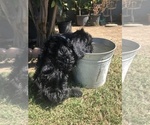 Small Photo #7 Schnauzer (Giant) Puppy For Sale in LA PUENTE, CA, USA