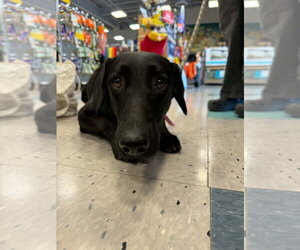 Labrador Retriever Dogs for adoption in Palatine/Kildeer/Buffalo grove, IL, USA