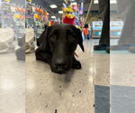 Small Labrador Retriever