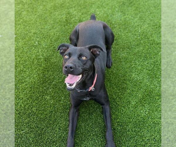 Medium Photo #4 German Shorthaired Lab Puppy For Sale in San Diego, CA, USA