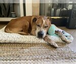 Small #9 American Pit Bull Terrier Mix