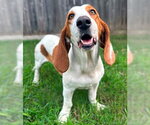 Small #5 Basset Hound