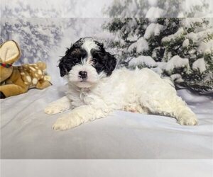 Aussiedoodle Puppy for sale in PASADENA, TX, USA