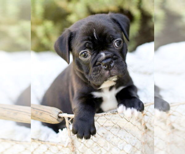 Medium Photo #1 Faux Frenchbo Bulldog Puppy For Sale in Corona, CA, USA