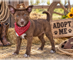 Small Photo #2 Labrador Retriever-Unknown Mix Puppy For Sale in Yardley, PA, USA