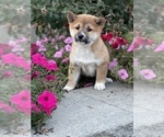 Small #9 Shiba Inu