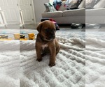 Small #1 Retriever  Mix