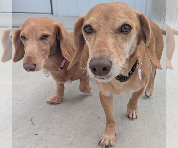 Medium Photo #6 Dachshund Puppy For Sale in Shelbyville, TN, USA