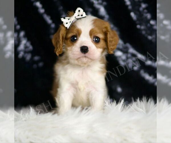 Medium Photo #6 Cavalier King Charles Spaniel Puppy For Sale in WARSAW, IN, USA