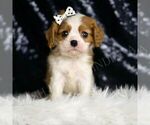 Small #5 Cavalier King Charles Spaniel